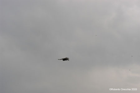 DSC_8469