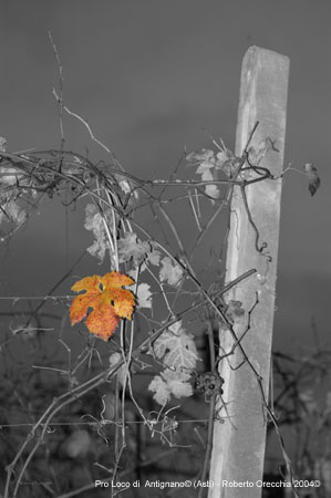 DSC_2925